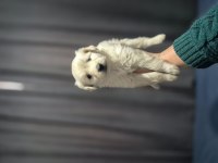 Maltipoo yavrum 55 günlük köpeğimiz