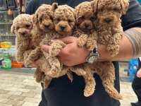 Tea cup sağlıklı poodle