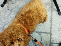 Toy Poodle orjinal