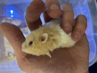 Bebek Teddy bear hamsterlar