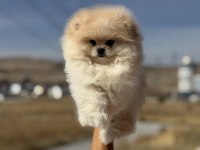 Petmode köpek çiftliğinden teddy face pomeranian