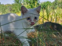 British shorthair 4 aylıklar yardımcı olunur