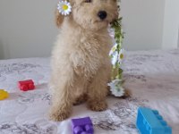 Toy poodle bebeklerimiz yeni yuvasını arıyor Tekirdağ