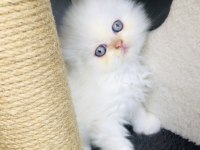 Prensesimize Kalıcı Yuva Arıyoruz Persian