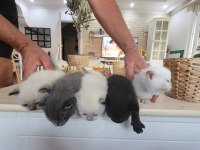 Yavru British Shorthair