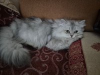 British longhair ücretsiz sahiplendirme