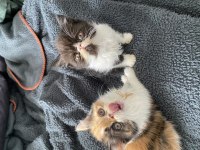 Aile dostu huzur veren arkadaşlar exotic shorthair