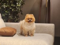 Efsane yetişkin erkek 16 aylık pomeranian