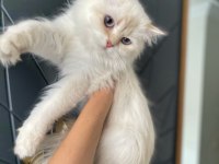 British golden longhair full secereli