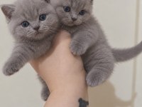 Cınamon A Kalıte British Shorthair