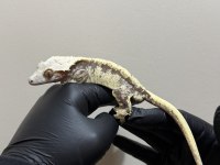 YETISKIN CRESTED GECKOLAR