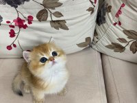 Çok Güzel Golden British Bebekler