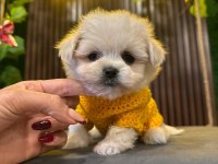 KORE MALTESE YAVRULARI