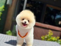 SAĞLIK VE IRK GARANTİLİ POMERANİAN KÖPEĞİ