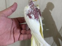 39 günlük sultan papağanı KUSURSUZ LUTİNO BEBEK