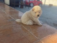 Chow chow köpeğimiz
