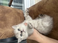Teslime hazır oyuncu safkan son bebek kedimiz