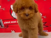 Red-Apricot Poodle Yavrular
