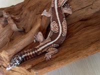 AFT GECKO