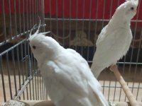 Yeni yeme düşen albino kırmızı göz sultan papağanı