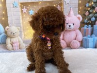 Yavru Kore Poodle