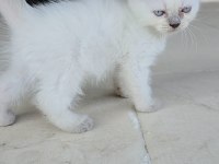 Kedilerime Yuva Arıyorum