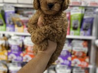 Toy poodle minikler için arayabilirsiniz
