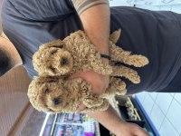 Sağlıklı A kalite orjinal poodle