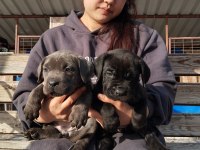 Cane corso yavrularımız çiftliğimızden