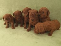 Harika Kore Poodle Yavruları Bebek Surat