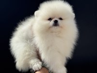 Petmode köpek çiftliğinde ziyarete açık  pomeranian