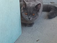 British shorthair güzel ve uysal kedimiz