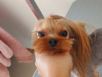 Şecereli yetişkin erkek yorkshire terrier