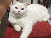 Ücretsiz sahiplendirme erkek british shorthair