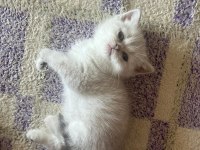Masmavi orijinal british shorthair bebekler