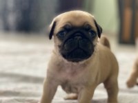 PUG PRENSESİMİN GÜZEL YAVRULARI
