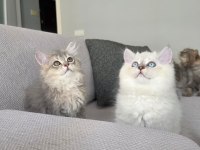 British Longhair Kedilerim