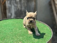 Teslim hazır İzabella+flufy carrier french bulldog yavrular