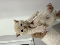 40 Günlük British Shorthair Kırması Yavrular