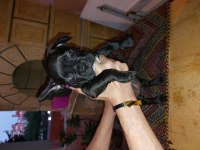 2 aylık fransız bulldog yavruları 7 tane 3 dişi 4 erkek