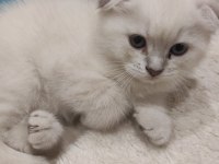 2 aylık 2 erkek 1 dişi scottish fold yavrular