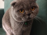 Scottish Fold Dişi Eş Arıyorum