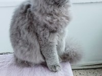 British longhair 9 aylık