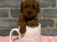 Seçkin Poodle Yavrular Ziyarete Açık Aşılı