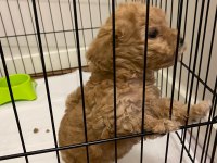 2 AYLIK KÖPEĞİM MUFFİNİM