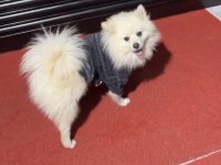 Pomeranian Spitz köpeğimiz 1 yaşında
