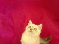 Tatlı bir erkek british shorthair bebiş