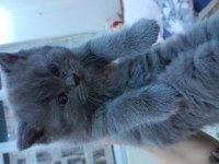Sütten kesilmiş british shorthair yavru kedimiz