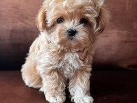 Ruhsatlı işletmeden garantili mini bebek yüzlü maltipoo