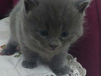 3 aylık scottish fold kofret için sevecen bir yuva